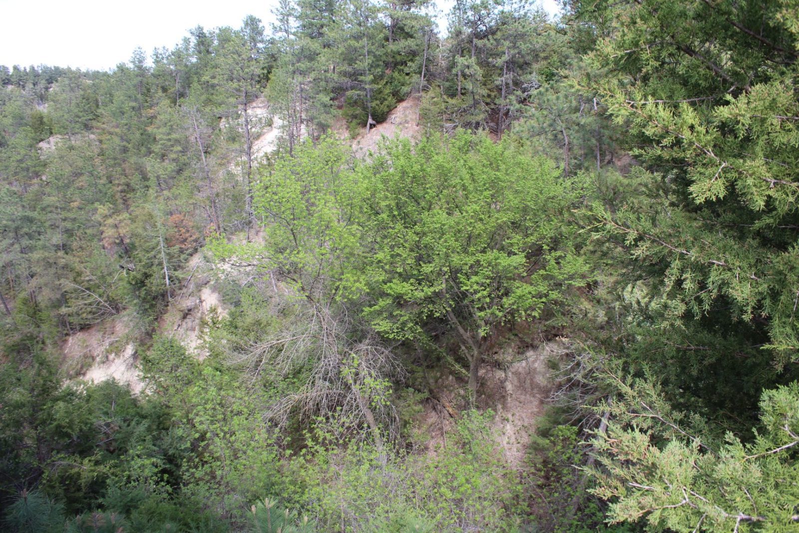 595 Acres, Brown County – Dutch Creek Range and Wildlife