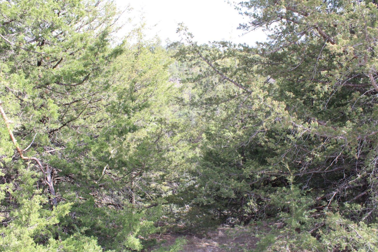 595 Acres, Brown County – Dutch Creek Range and Wildlife