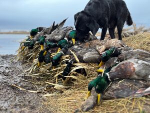 Duck hunting land for sale Nebraska