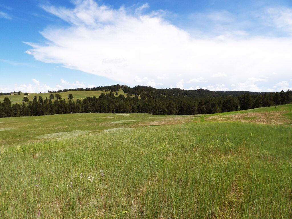 Nebraska Land for sale - Pine Ridge Meadows - Chadron, NE