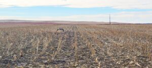 Land Auction Roscoe, NE farm and ranch land for sale